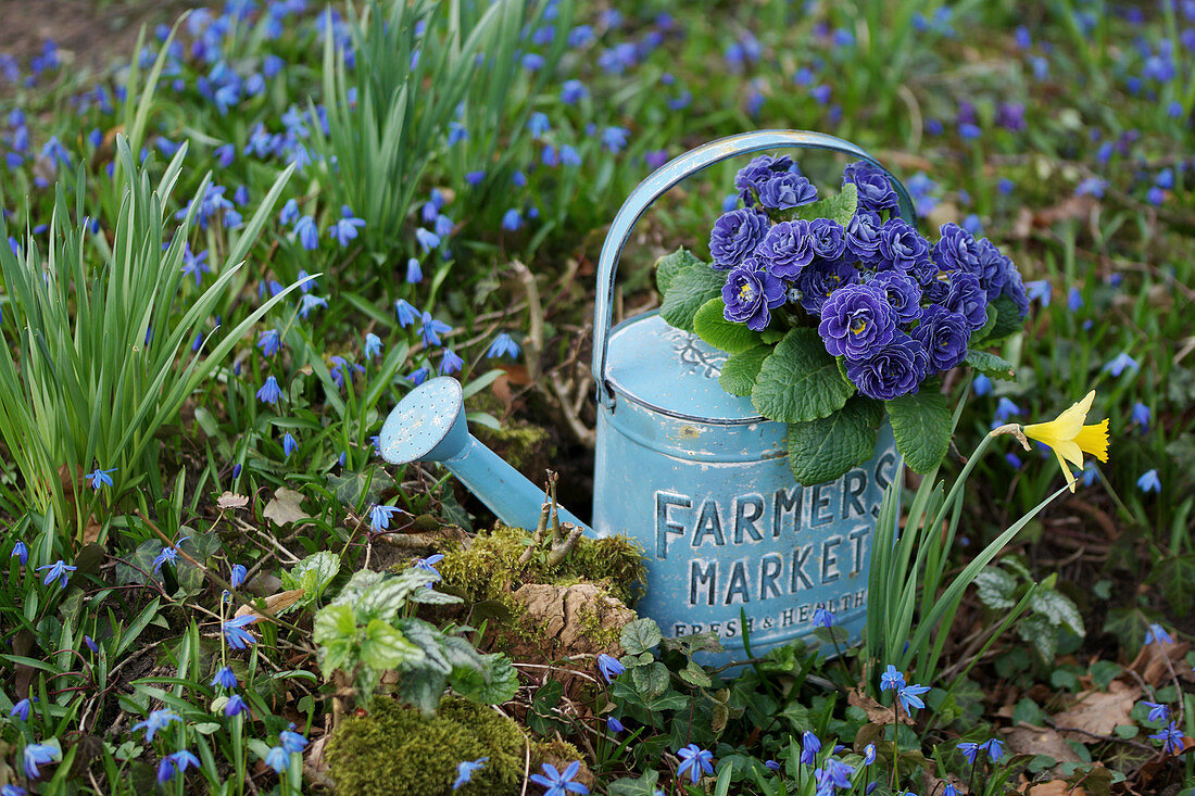 Gefüllte Primel Belarina 'Baltic Blue' in Gießkanne zwischen verwilderten Blausternchen im Garten