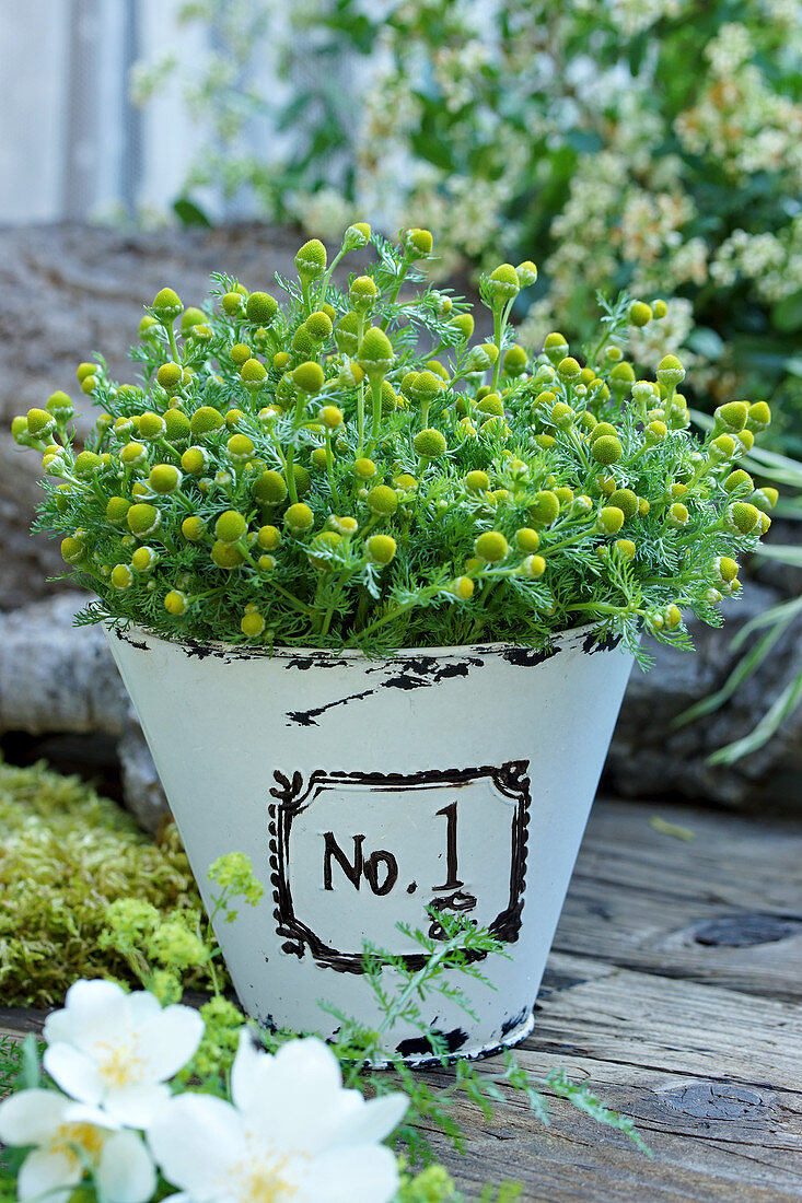 Pineapple weed