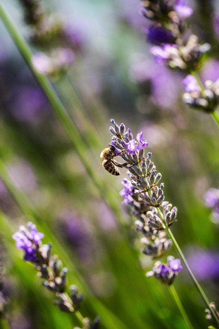 Wildbiene auf Lavendelblüte