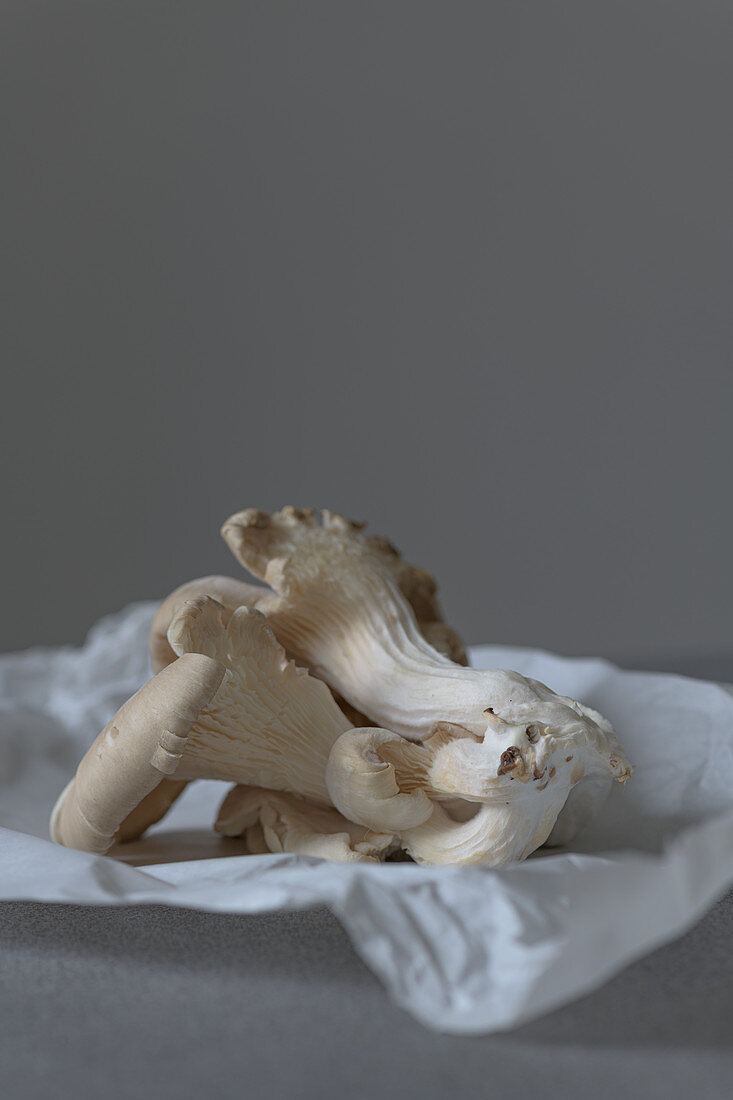 Oyster mushrooms on paper