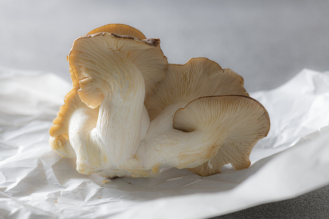 Summer oyster mushrooms on paper