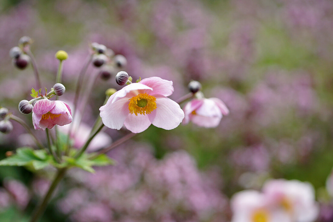 Blühende Herbstanemone