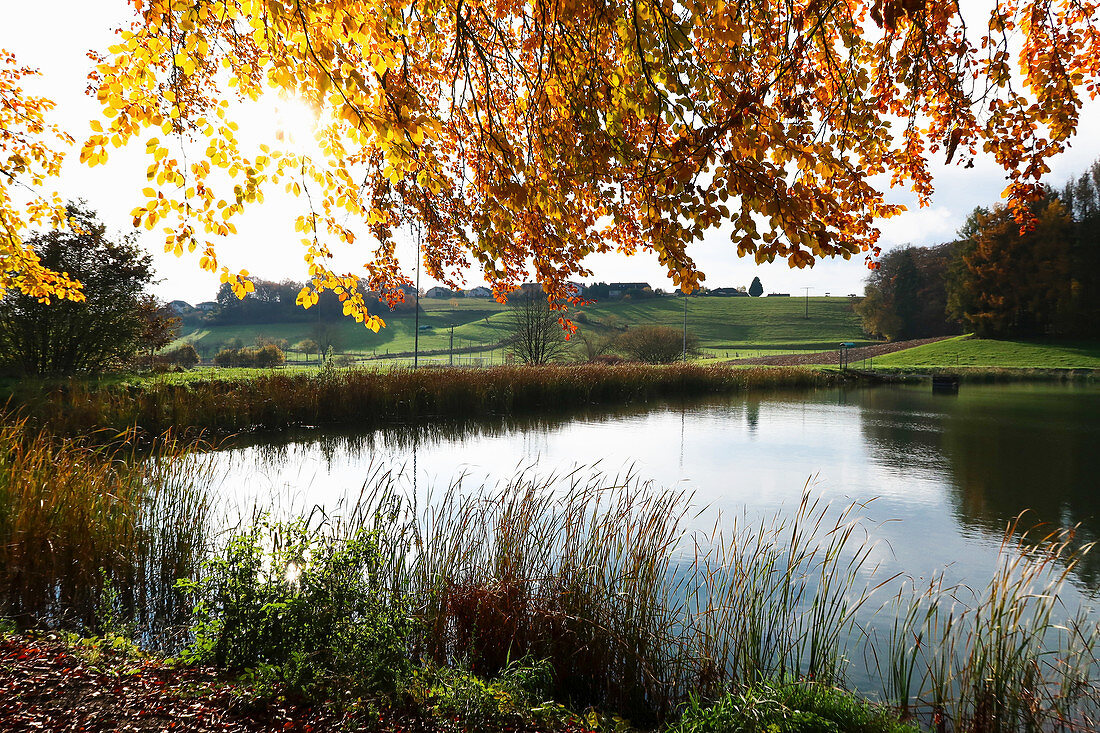 Fish pond in autumn