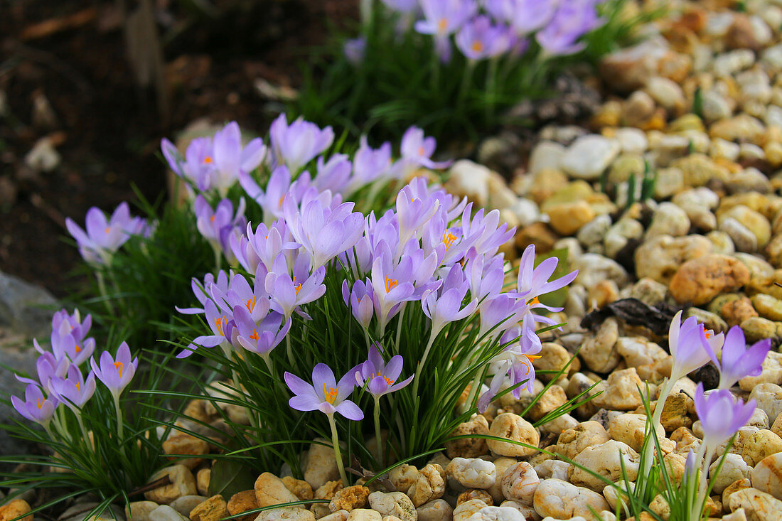 Blooming early crocuses