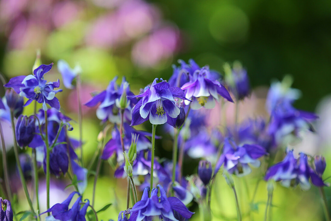 Blau-weiß blühende Akelei 'Himmelblau'