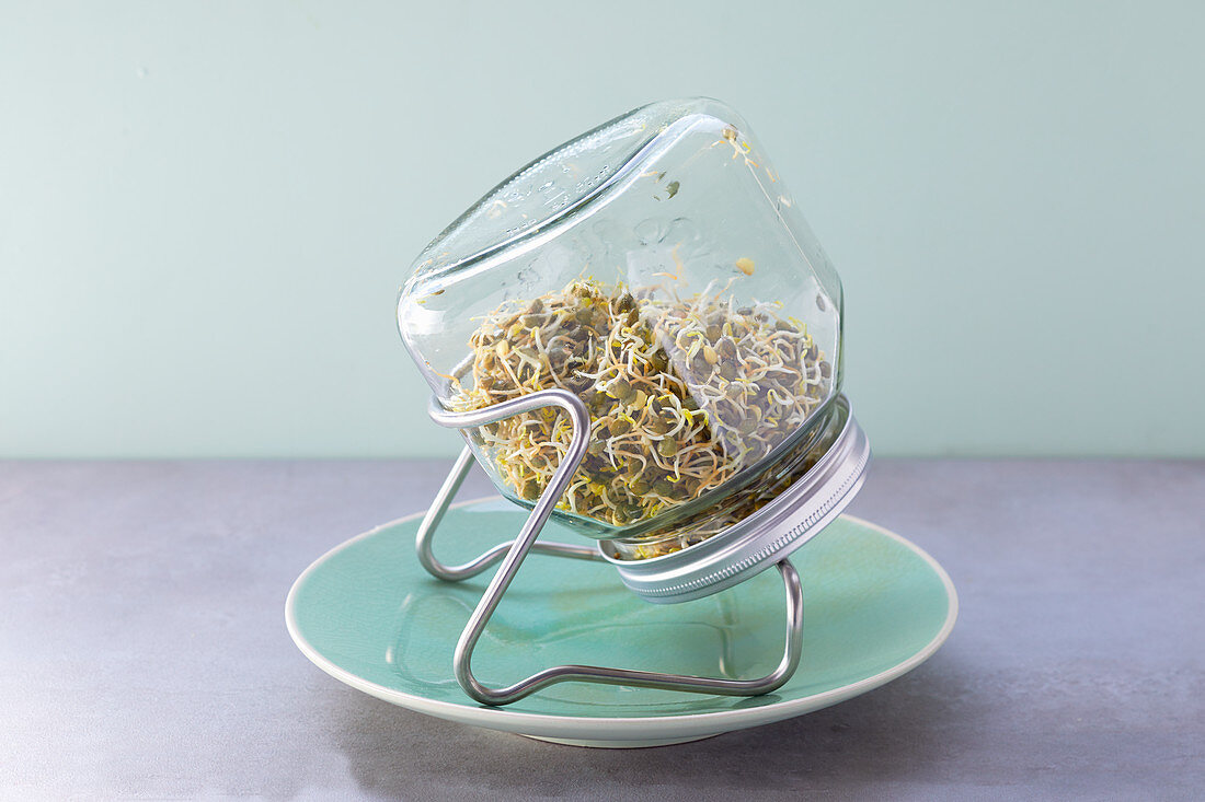Mountain lentils germinating in a jar of water – jar kept at an angle