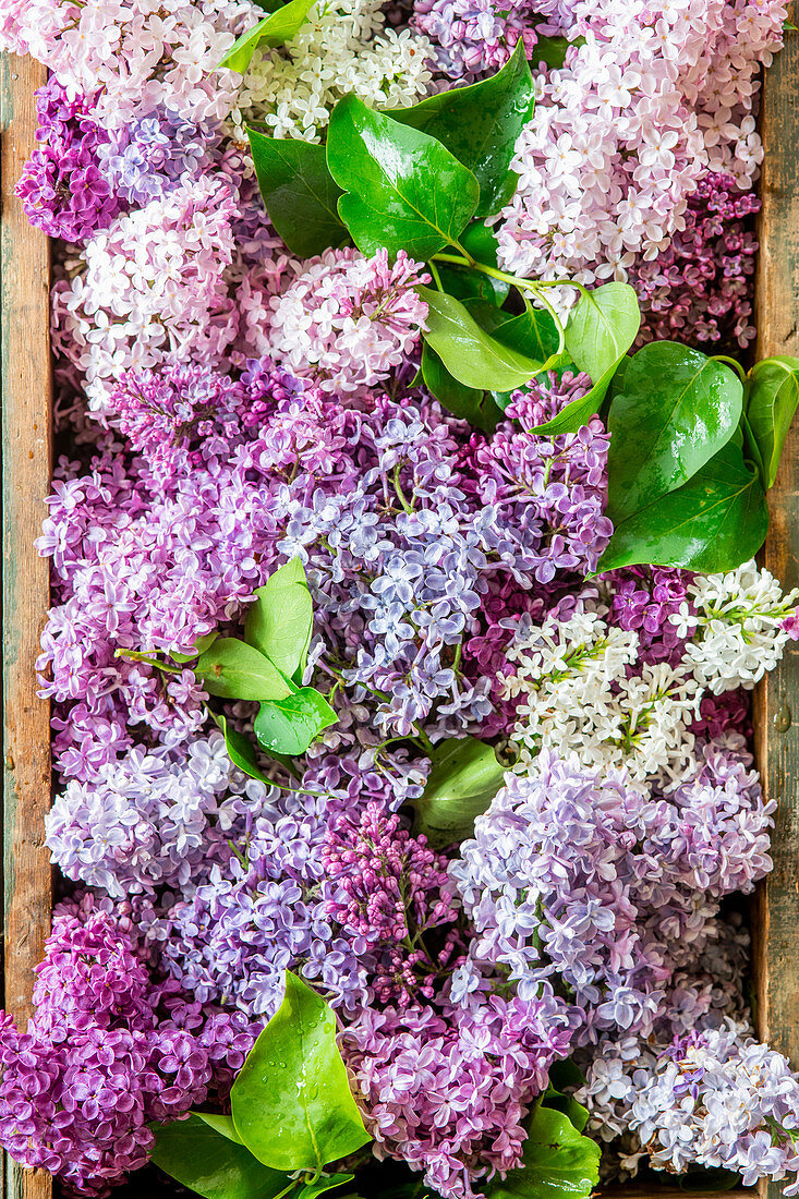 Lilac bouquet seen from above