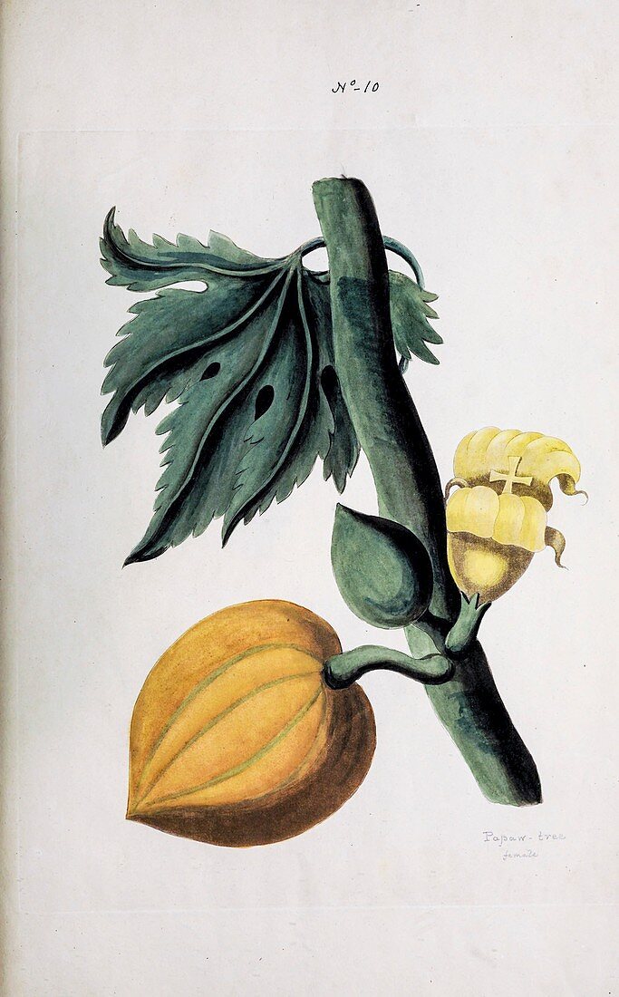Pawpaw Tree (Carica papaya), illustration