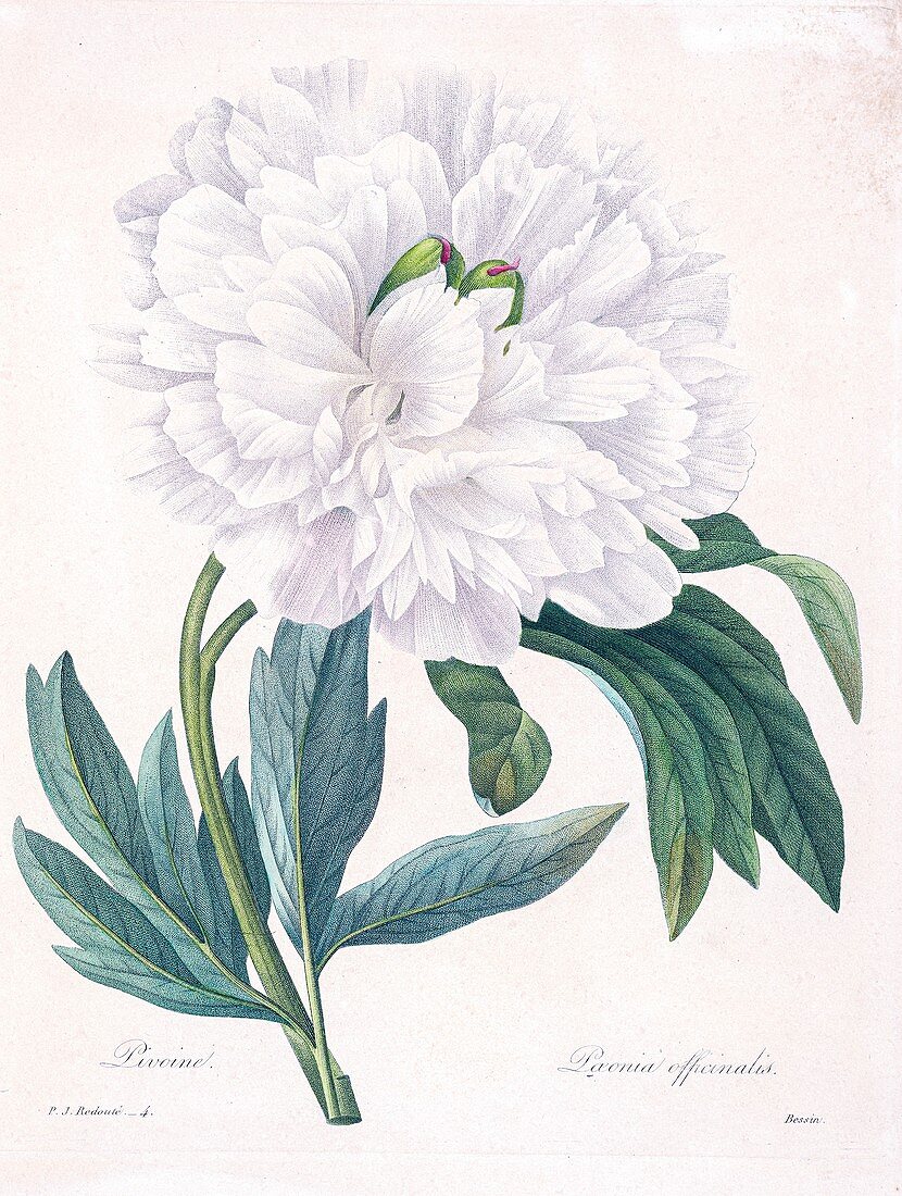 Peony (Paeonia officinalis), 19th century illustration