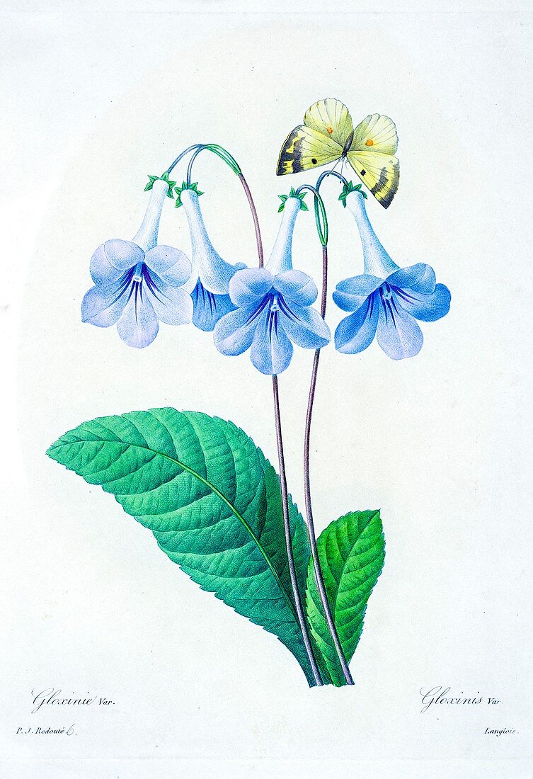 Gloxinia flower, 19th century illustration