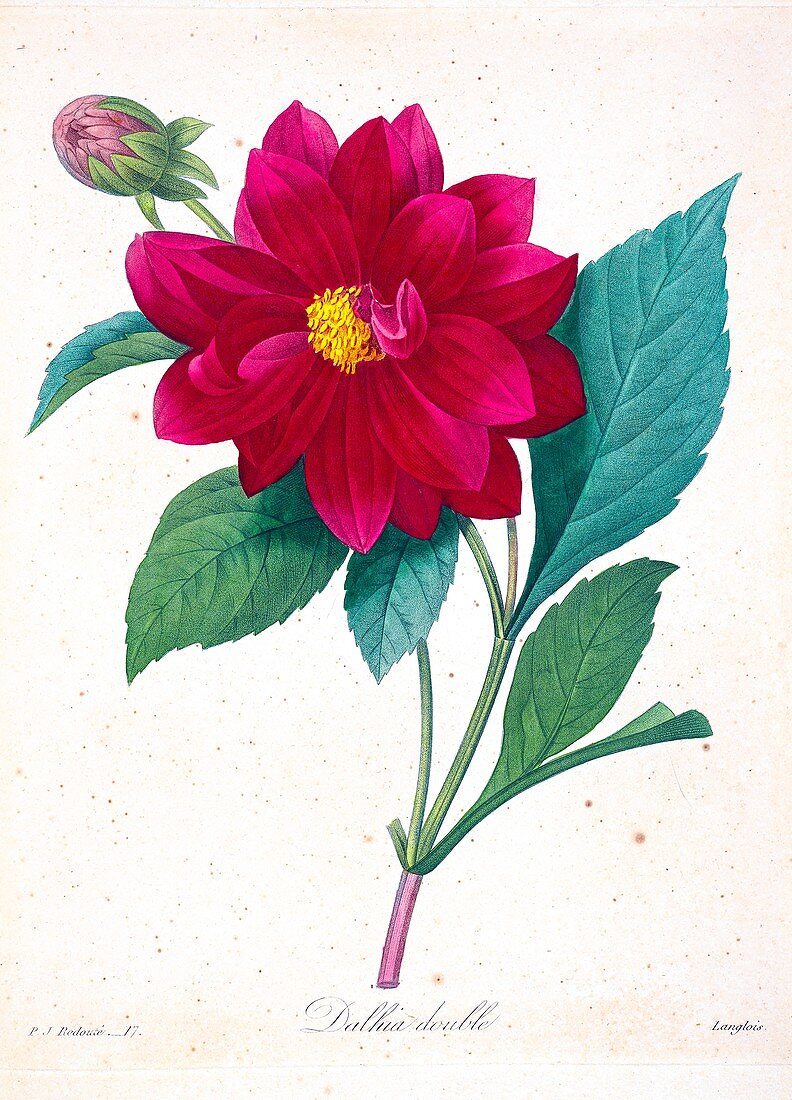 Double Dahlia flower, 19th century illustration