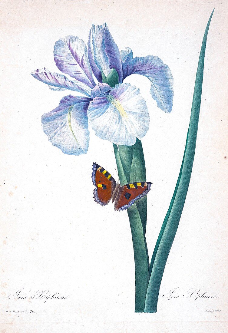 Spanish iris (Iris xiphium), 19th century illustration