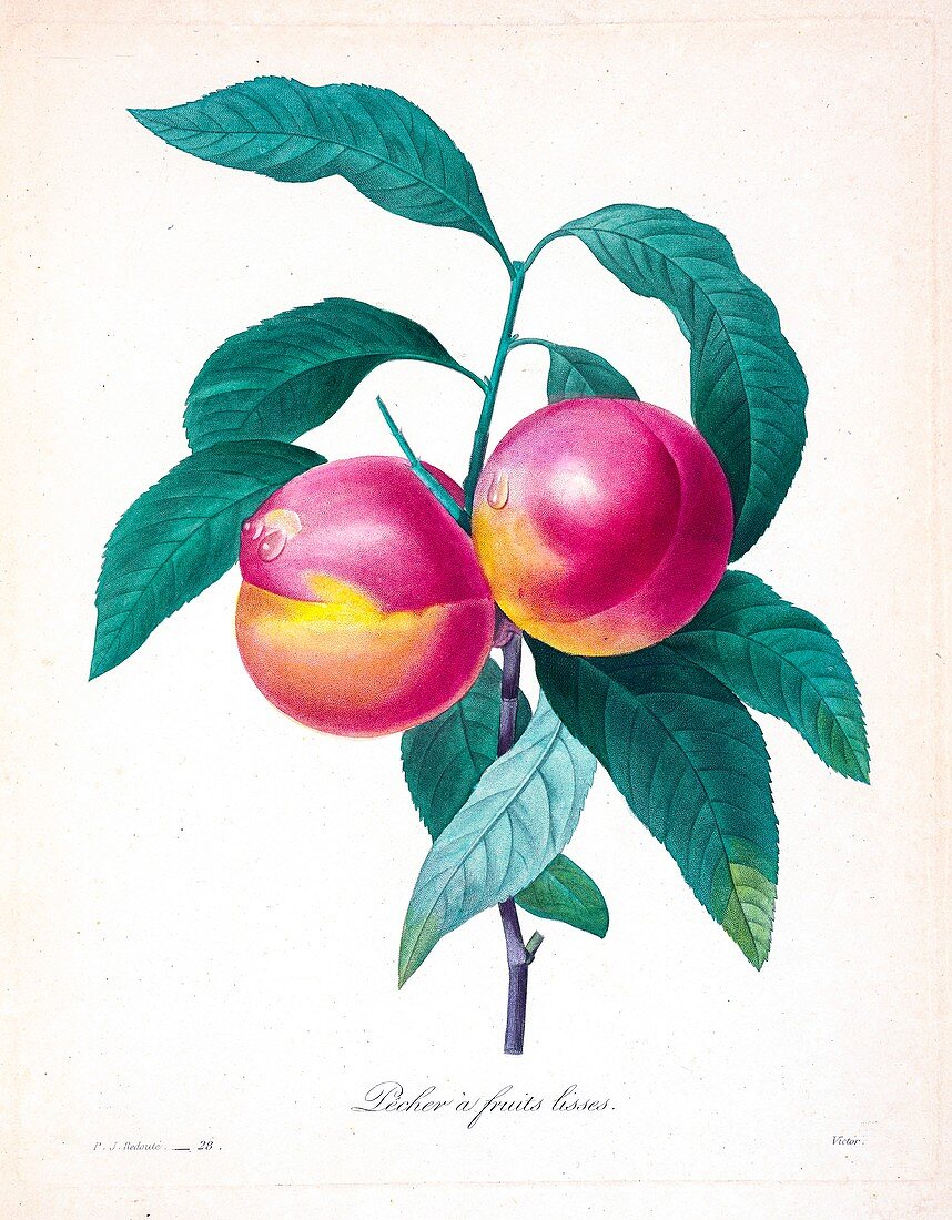 Peaches, 19th century illustration