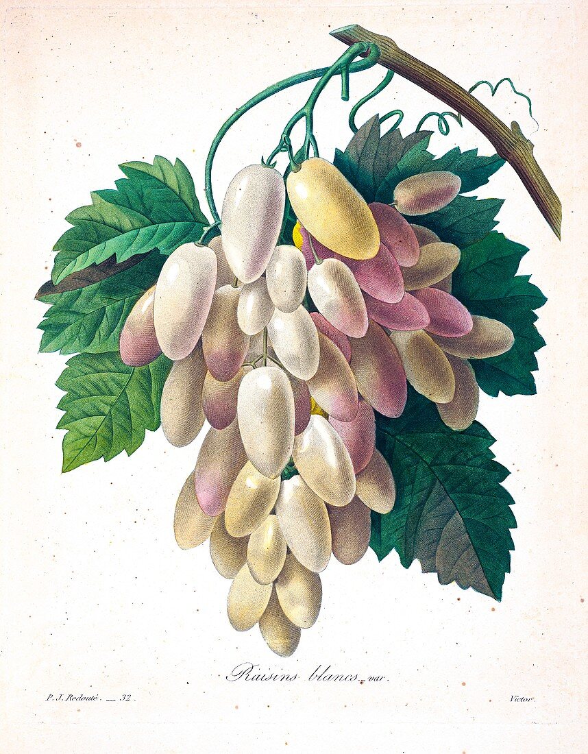 Grapes, 19th century illustration
