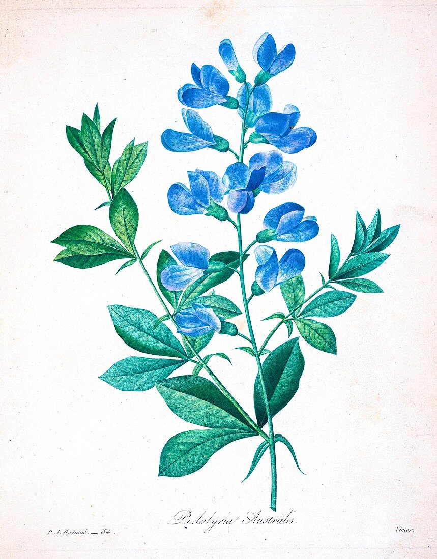 Blue wild indigo, 19th century illustration