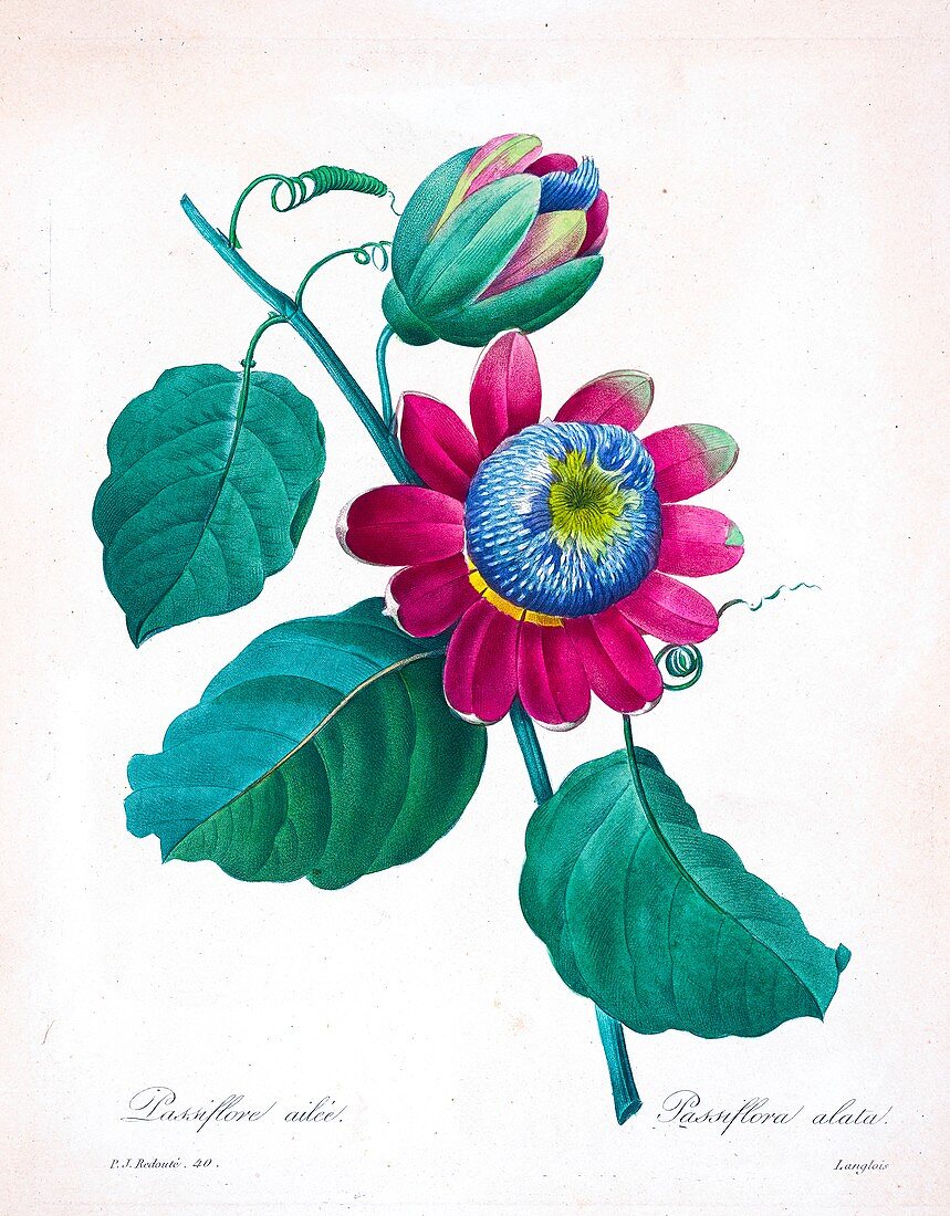 Passion flower (Passiflora alata), 19th century illustration
