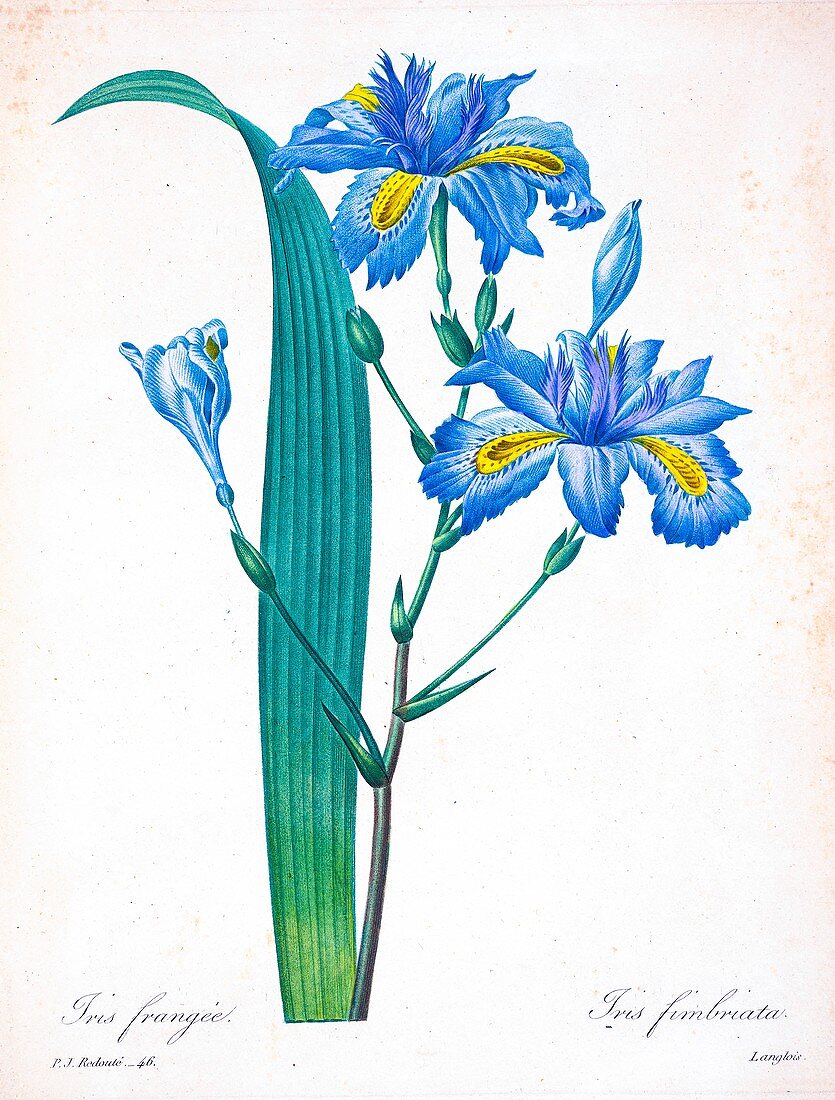 Fringe iris (Iris fimbriata), 19th century illustration
