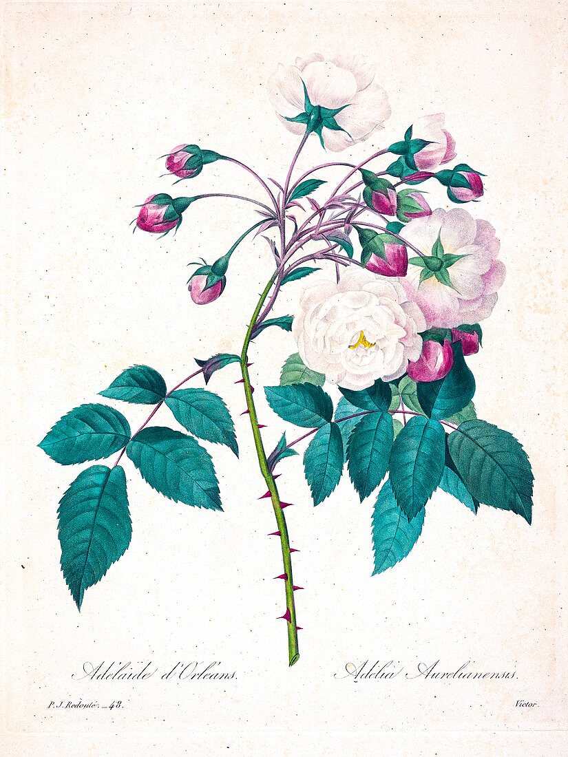 Adelia aurlianensis flower, 19th century illustration