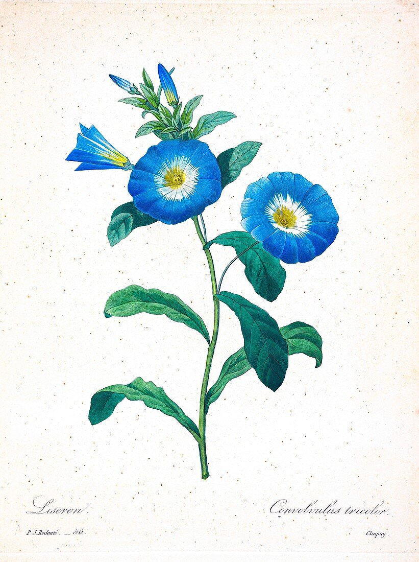 Morning glory, 19th century illustration