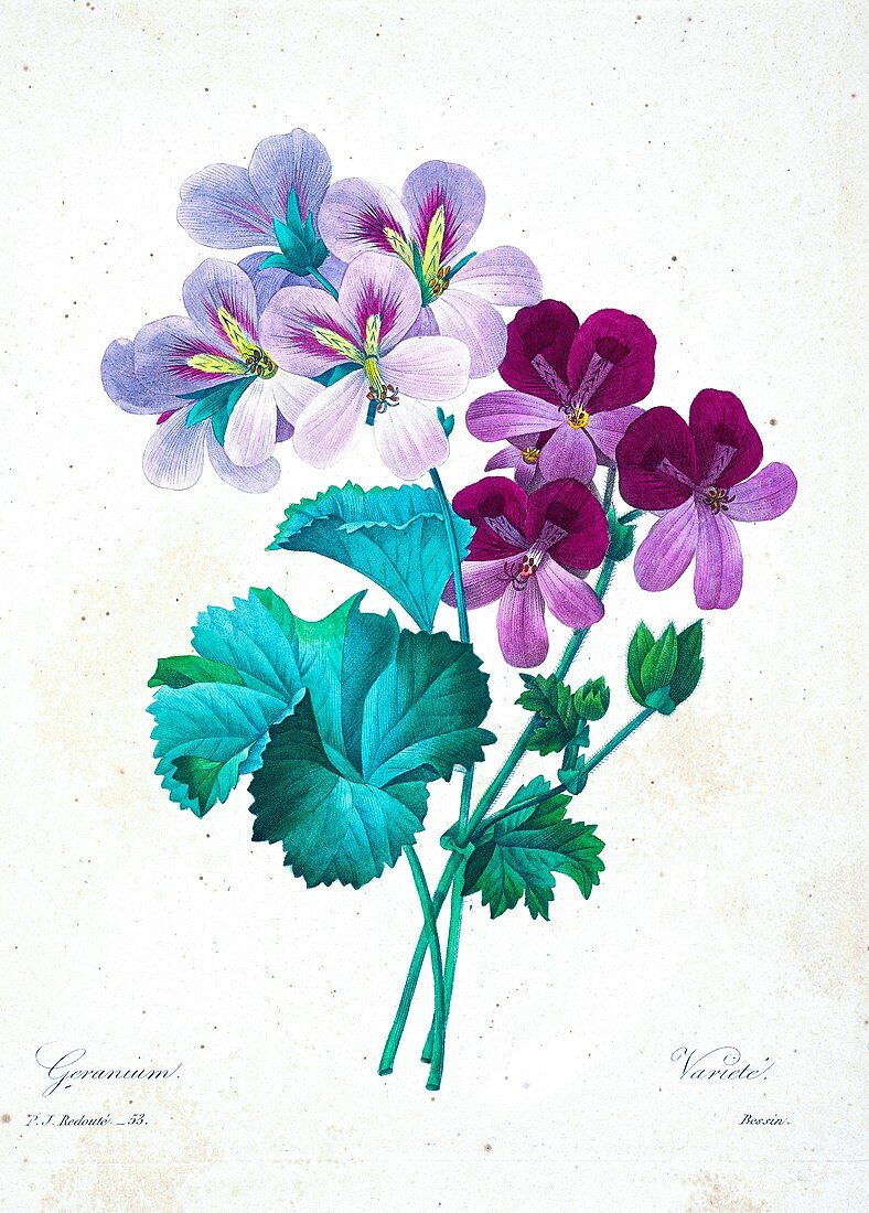 Geranium flowers, 19th century illustration