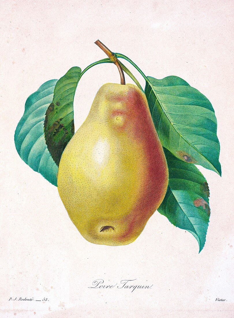 Pear, 19th century illustration