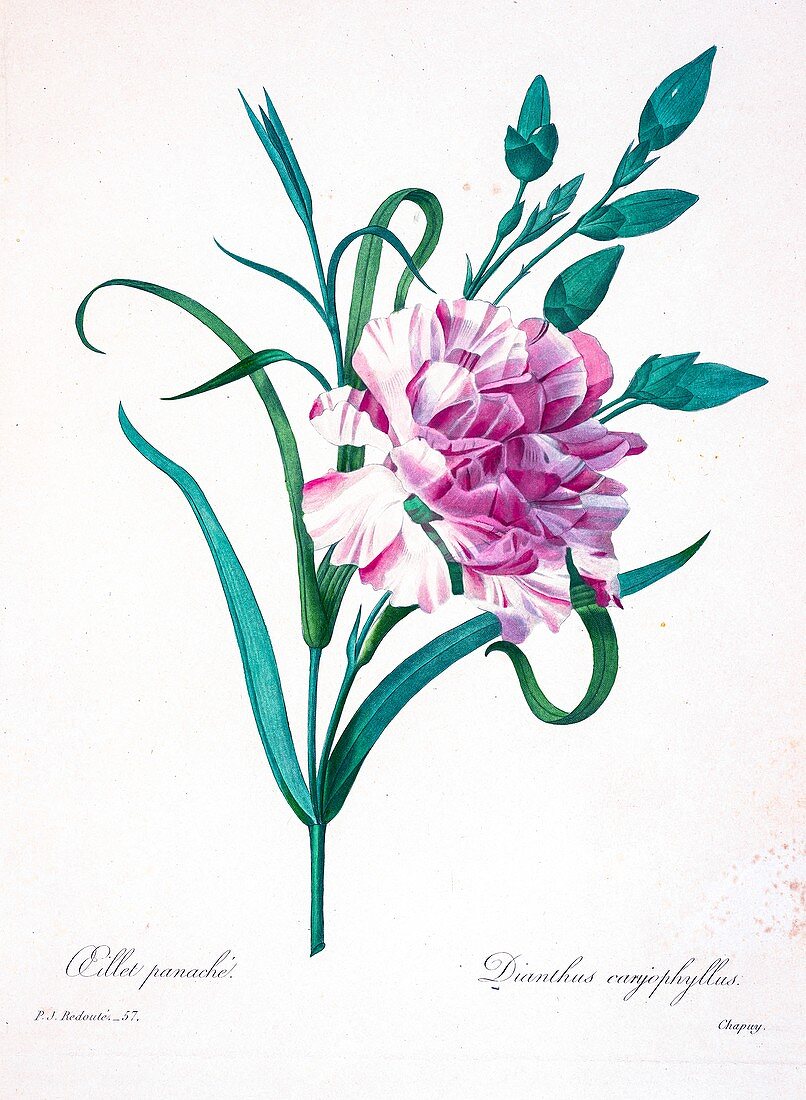 Carnations, 19th century illustration