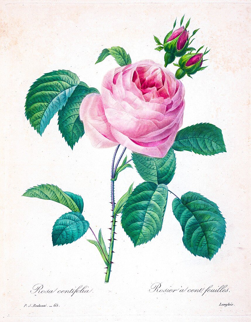 Provence rose (Rosa centifolia), 19th century illustration