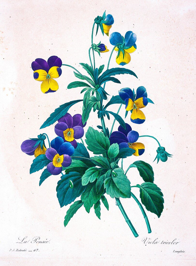 Wild pansy (Viola tricolor), 19th century illustration