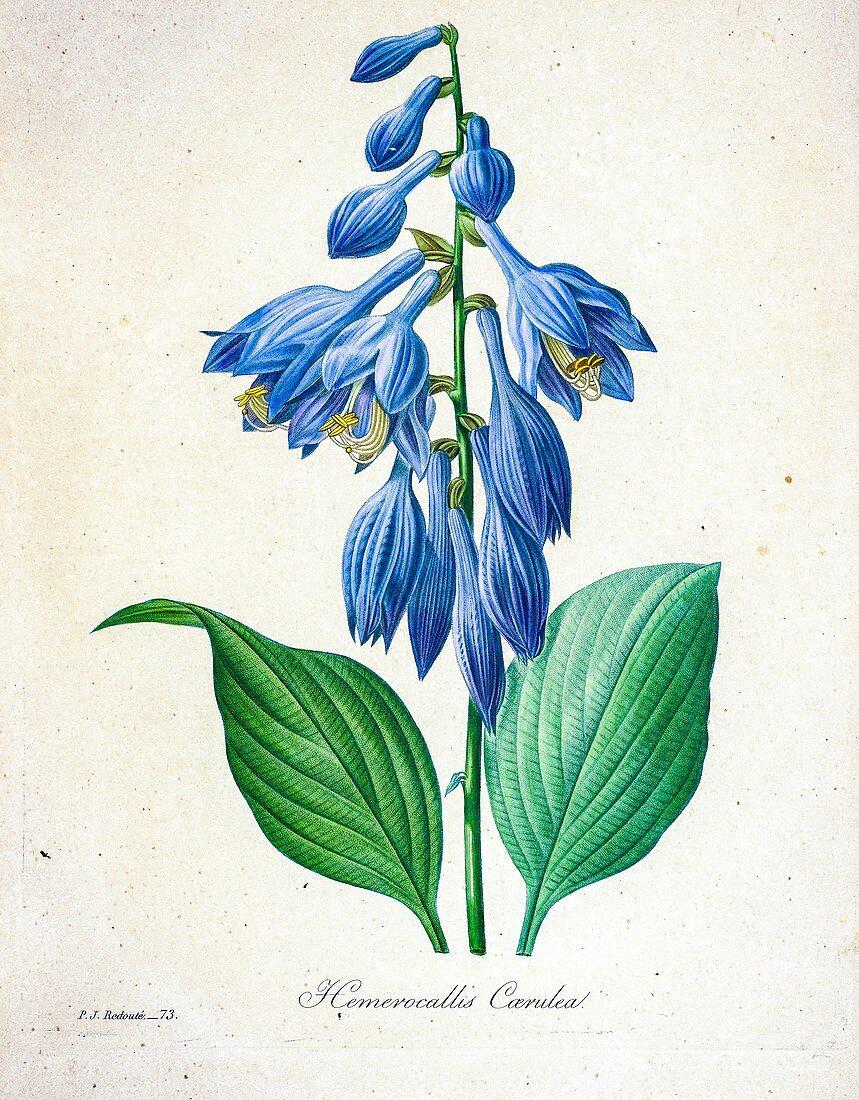 Blue plantain lily, 19th century illustration