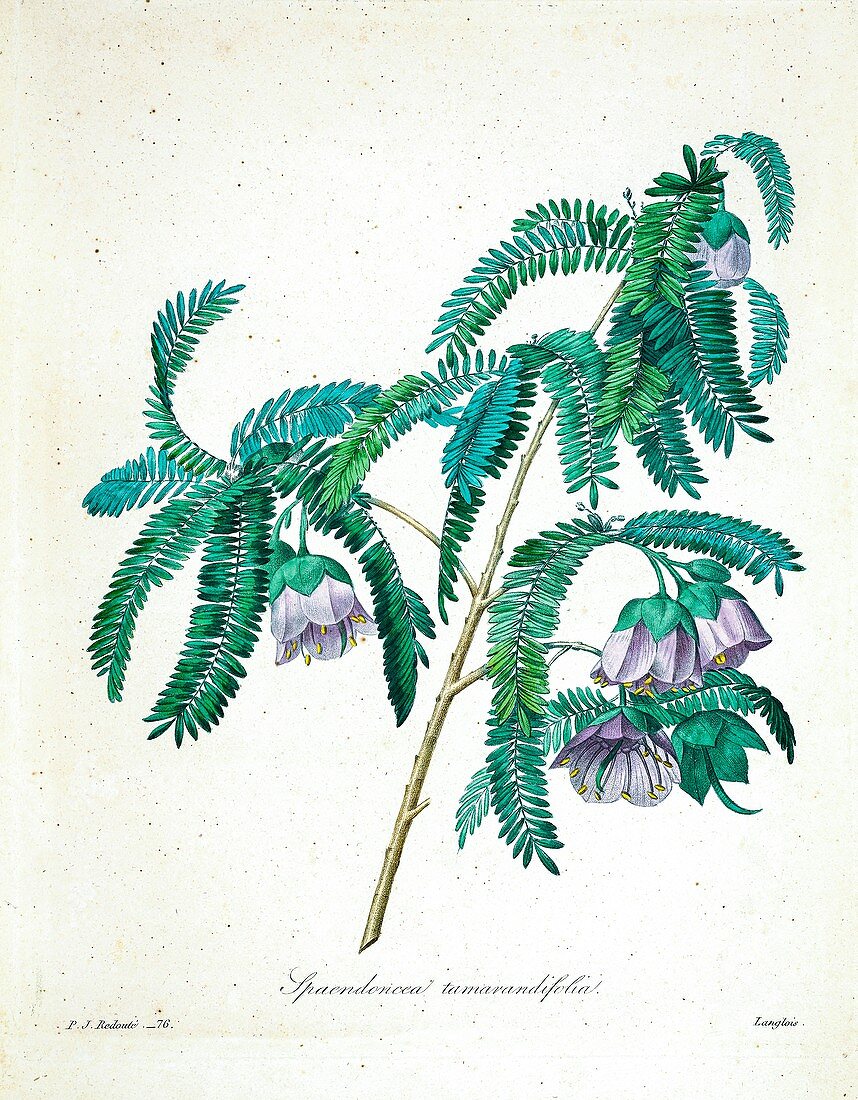 Cadia purpurea, 19th century illustration