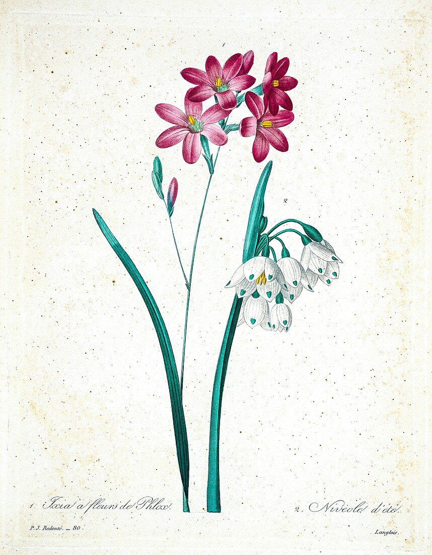 Snowflake and Ixia flowers, 19th century illustration