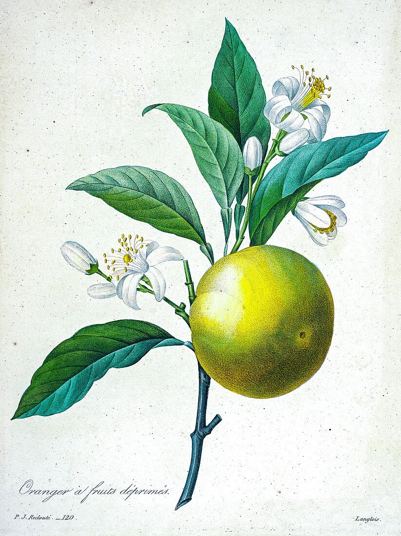 Sweet orange (Citrus sinensis), 19th century illustration