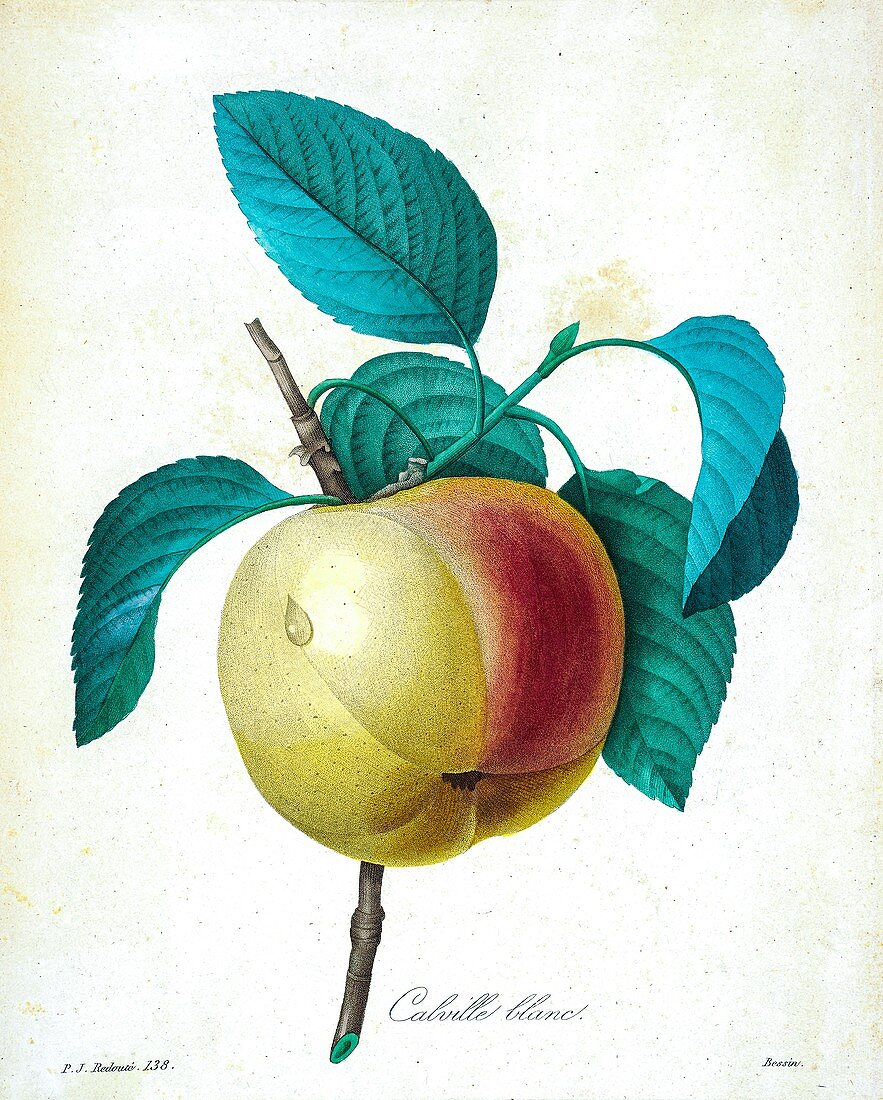 Calville Blanc apple, 19th century illustration