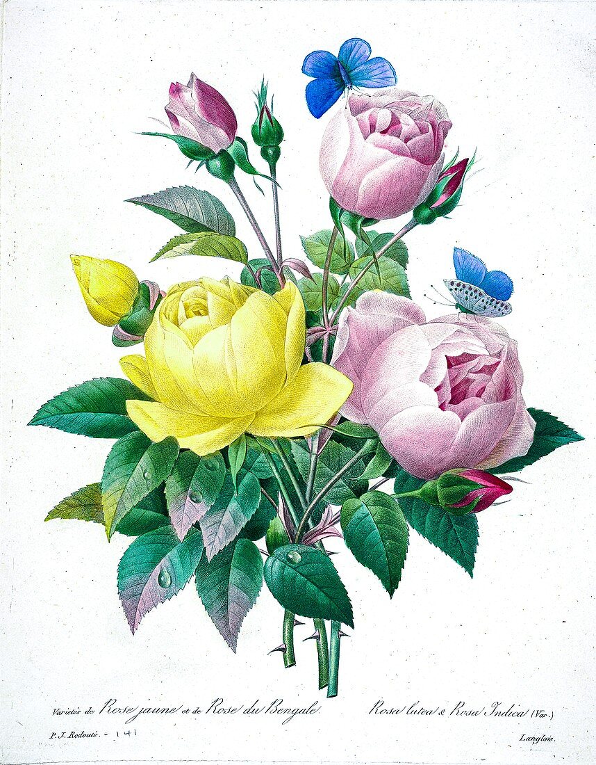 Bouquet of roses, 19th century illustration