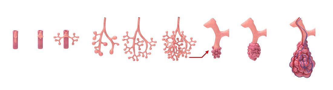 Lung development, illustration