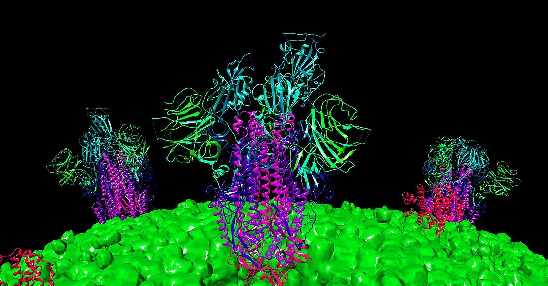 Covid-19 coronavirus spike proteins, computer model