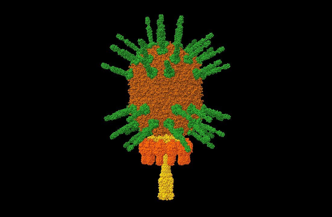 Phi29 bacteriophage, computer model