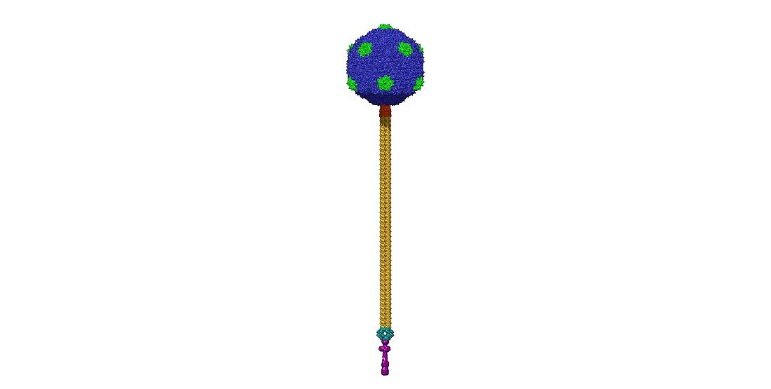 SPP1 bacteriophage, computer model