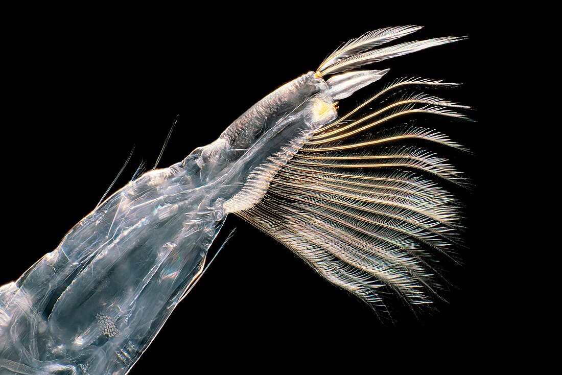 Phantom midge larva, light micrograph