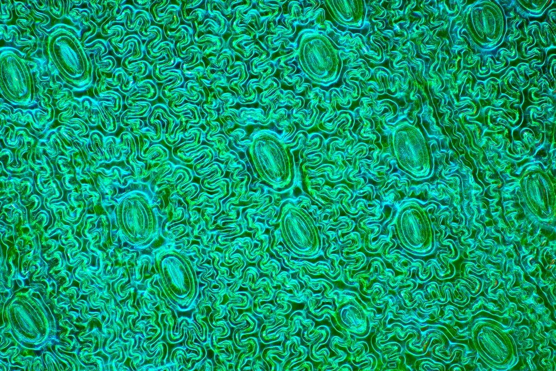 Fern leaf stomata, light micrograph