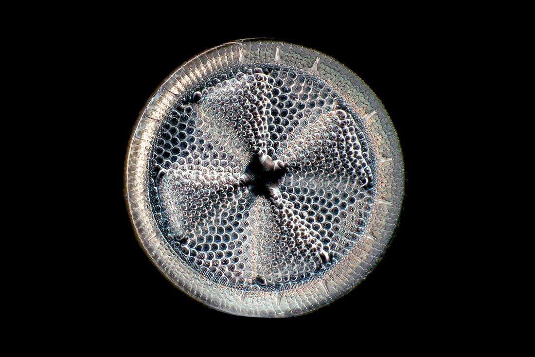 Fossil diatom, light micrograph