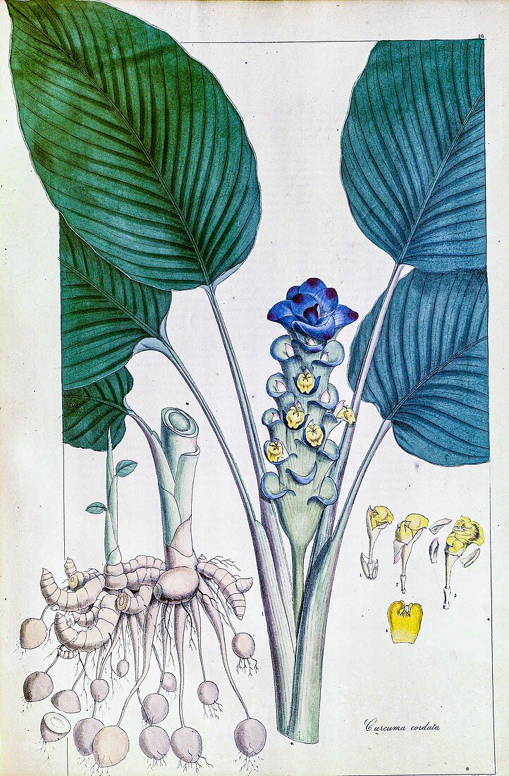 Jewel of Thailand (Curcuma petiolata), illustration