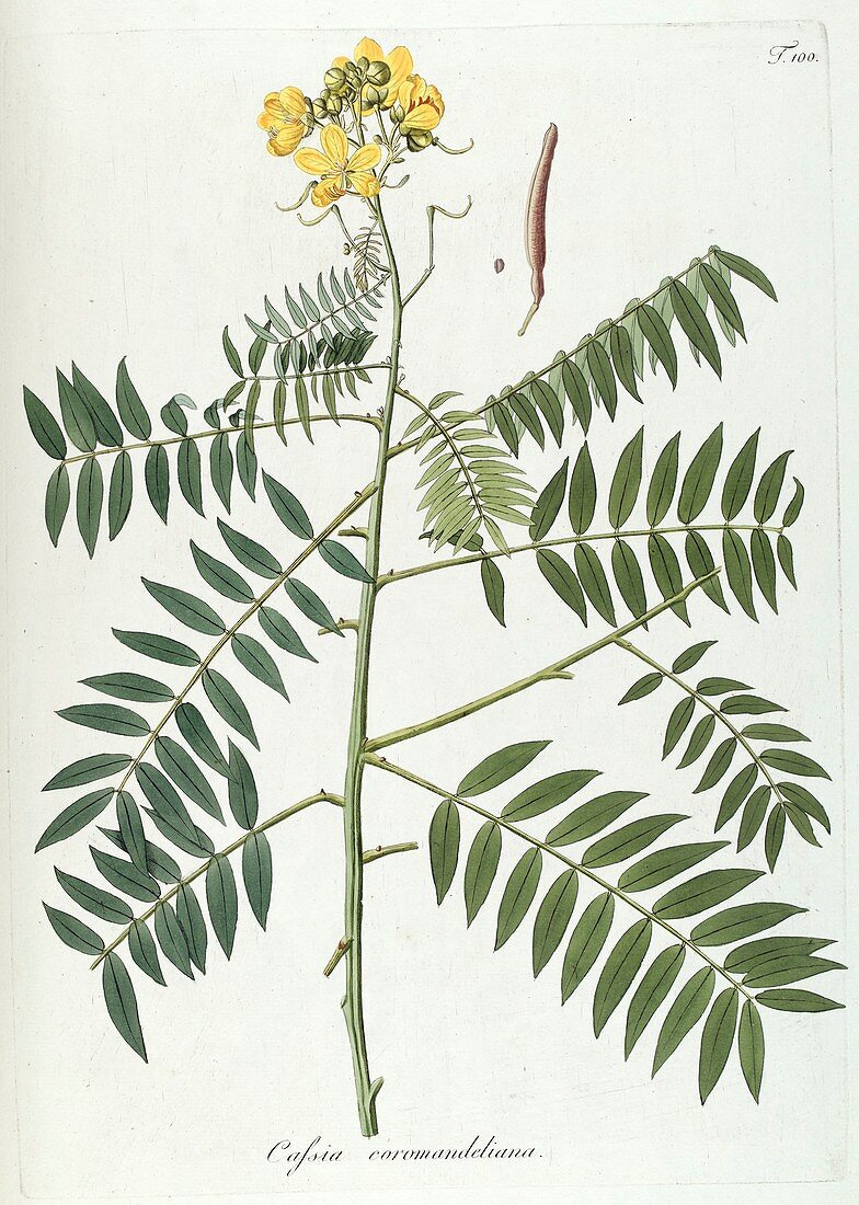 Golden shower tree (Cassia sp.), illustration