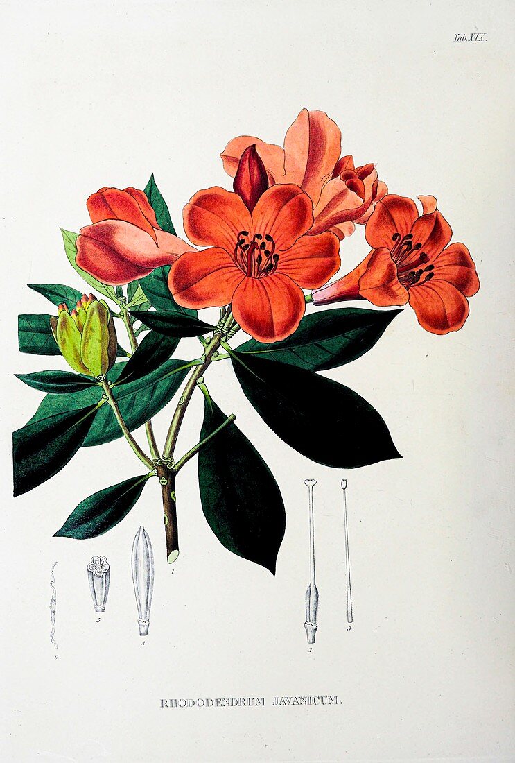 Rhododendron javanicum plant, 19th century illustration