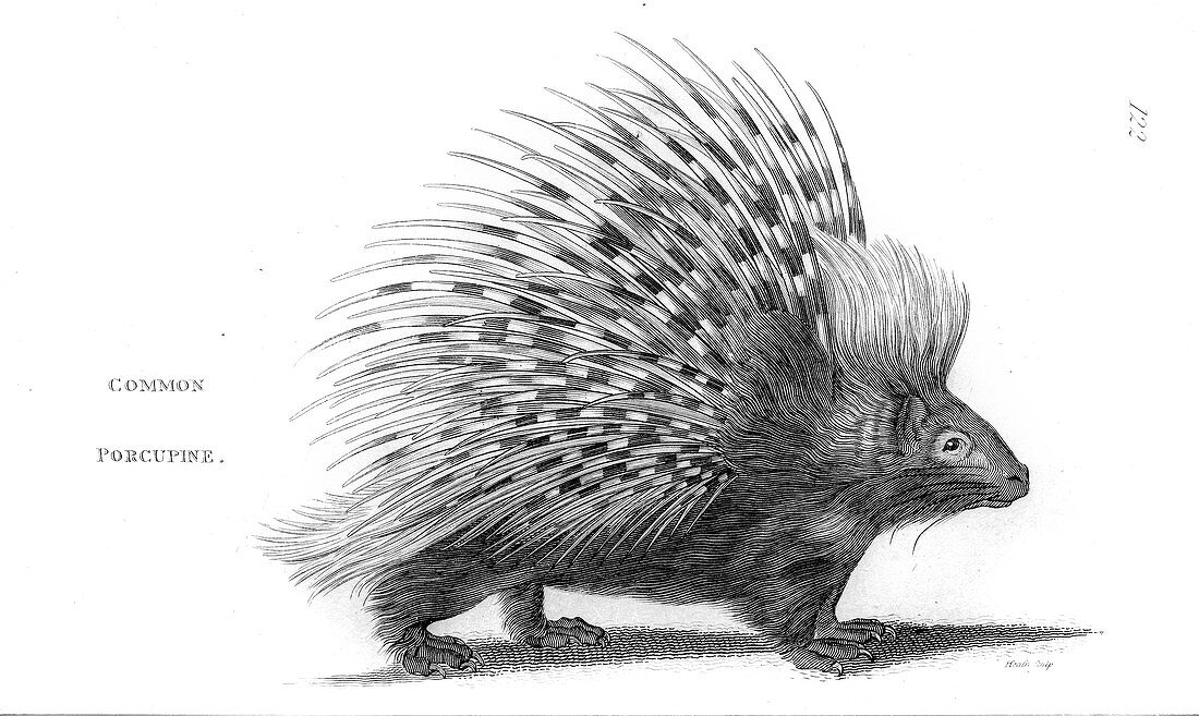 Common porcupine, illustration