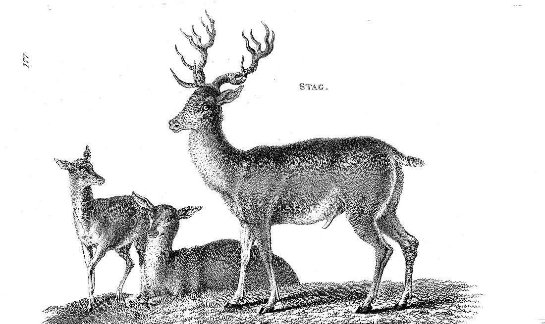 Stag, illustration