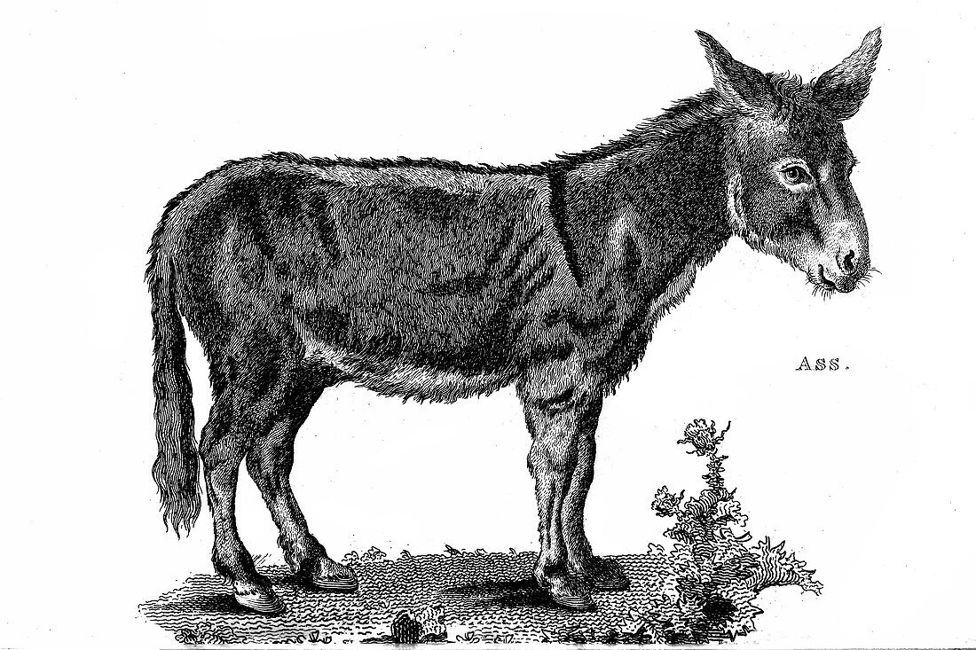 Ass, illustration