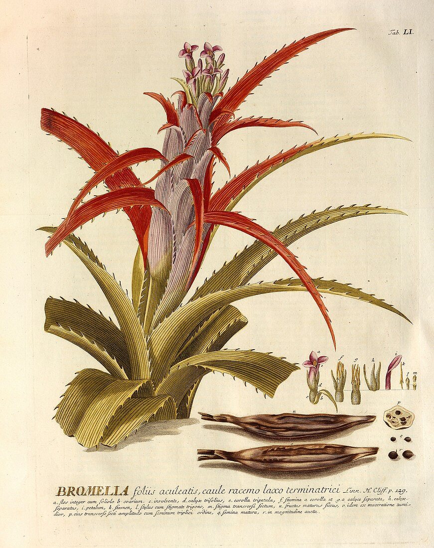 Flowering Bromelia plant, 18th century