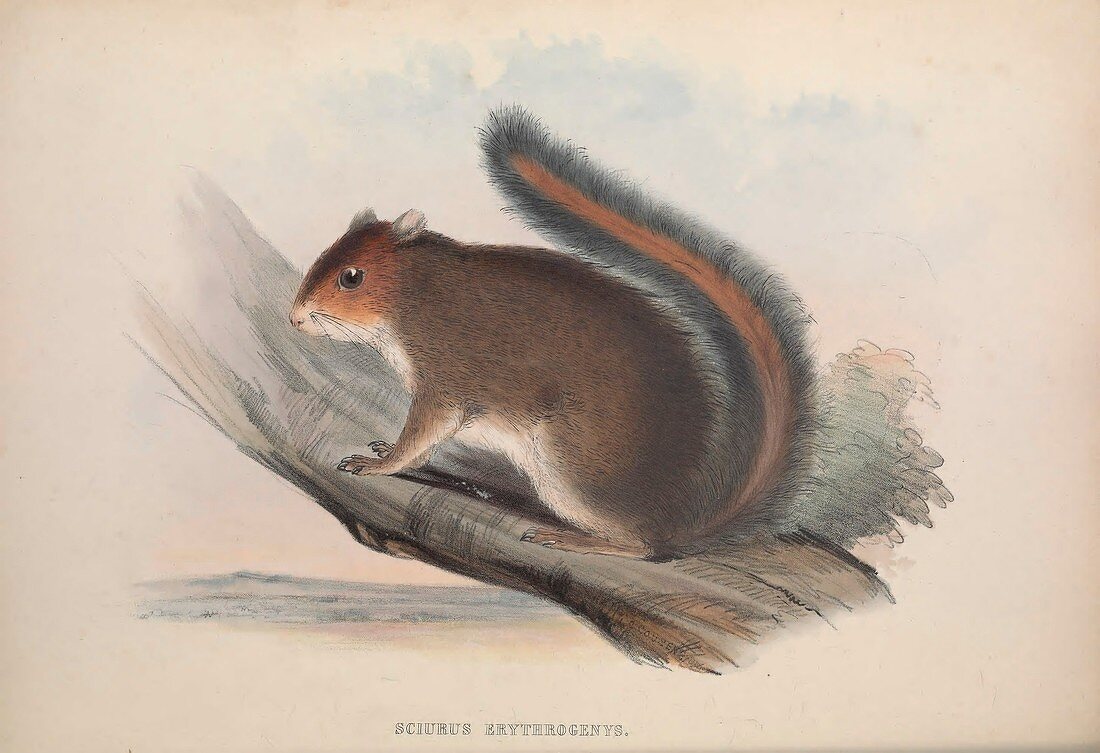 Squirrel, 19th century illustration