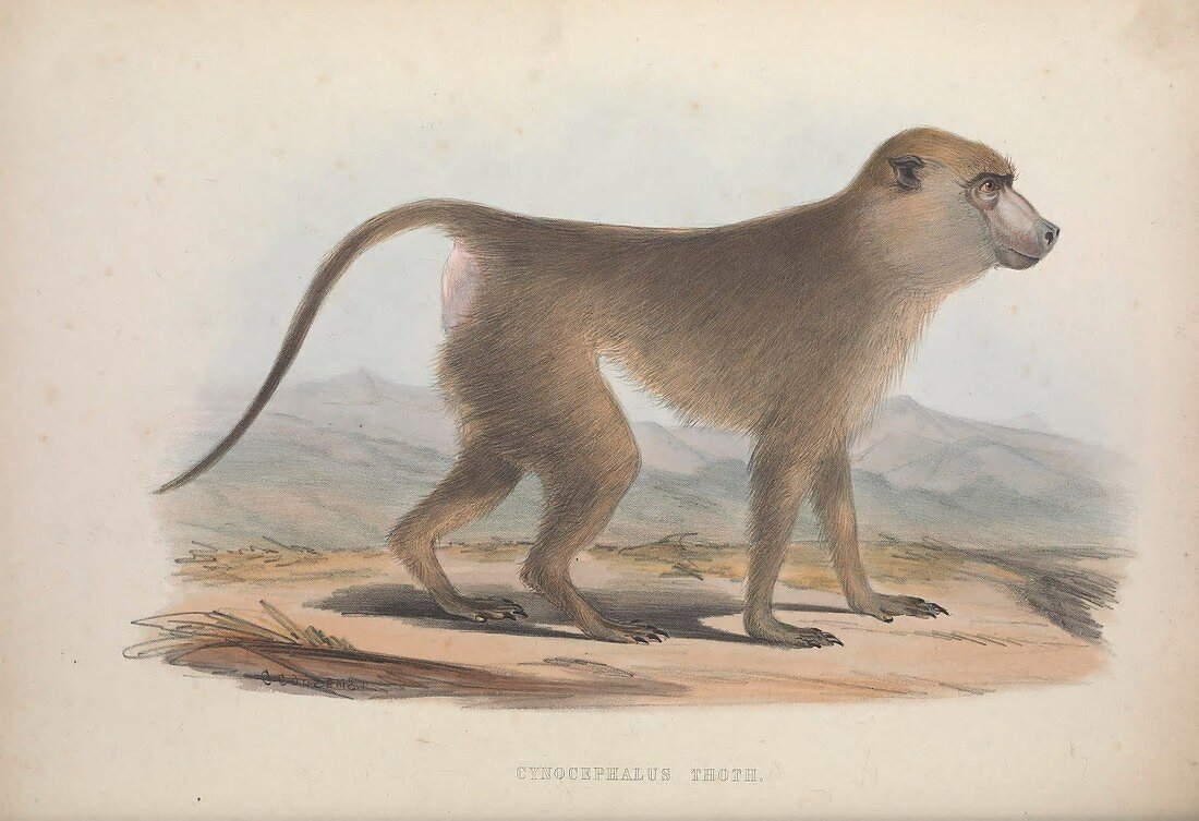 Cynocephalus thoth baboon, 19th century illustration